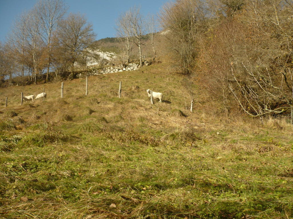 La Chouette A L'Heure Du Pinson Bed and Breakfast Saint-Pierre-d'Entremont  Buitenkant foto